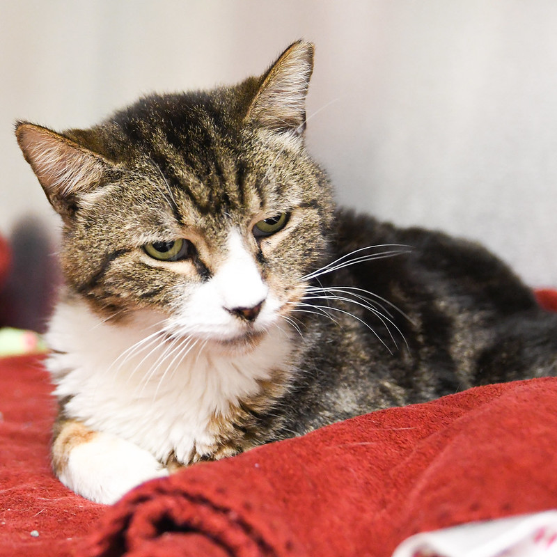 Kitty LeFey’s Cosmos: There’s Something About Harvey – Tabby's Place