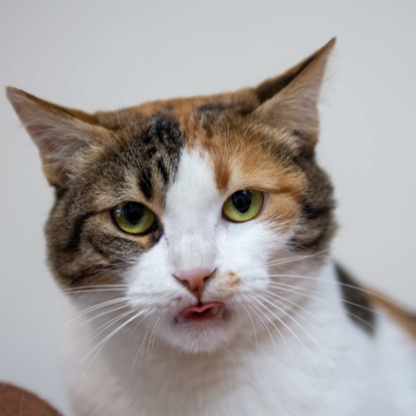 Kitty LeFey’s Cosmos: Lost, in Translation – Tabby's Place