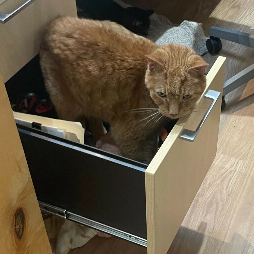 Kitty LeFey’s Cosmos: Real Housecats of NJ – Tabby's Place