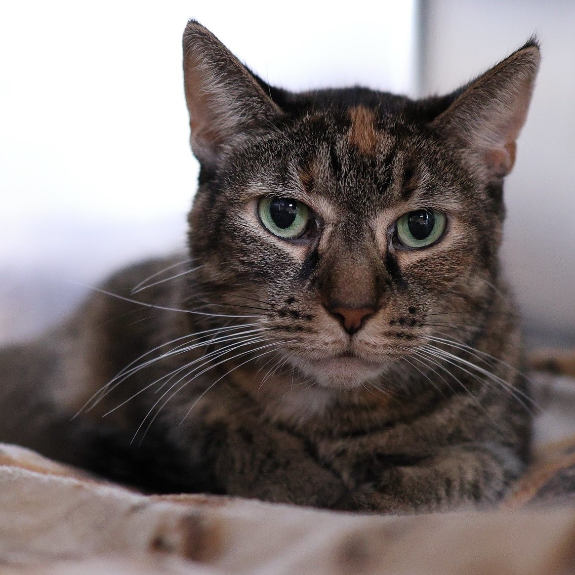 Kitty LeFey’s Cosmos: A Cinder-Ella Story – Tabby's Place