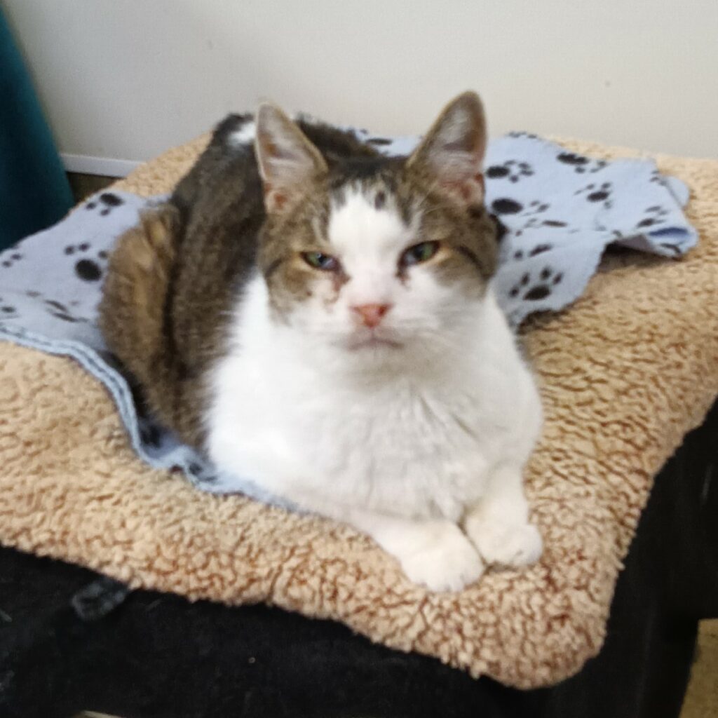 Kitty LeFey’s Cosmos: Counting on Shaggy – Tabby's Place