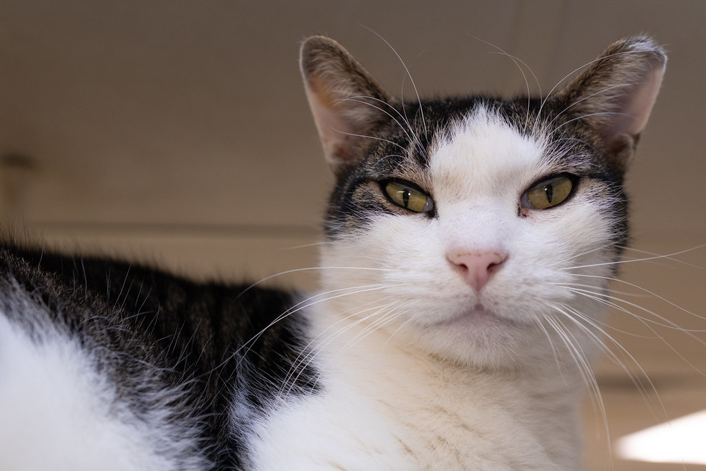 Kitty LeFey’s Cosmos: Claudius the Cat and His Friend Juel – Tabby's Place