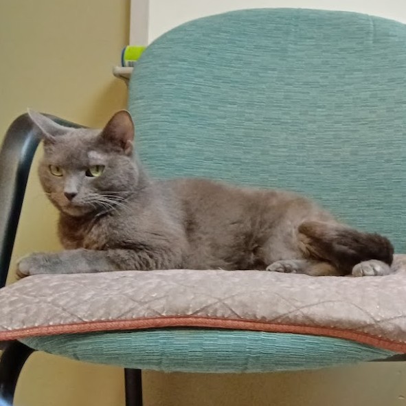 Kitty LeFey’s Cosmos: Peeps Squeaks – Tabby's Place