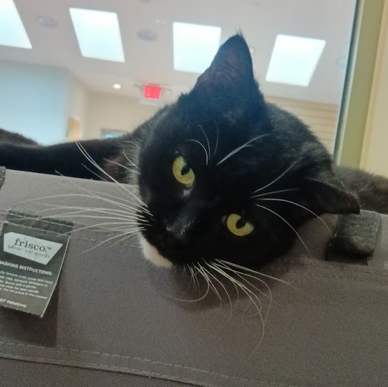 Kitty LeFey’s Cosmos: Right Here, Right Now – Tabby's Place