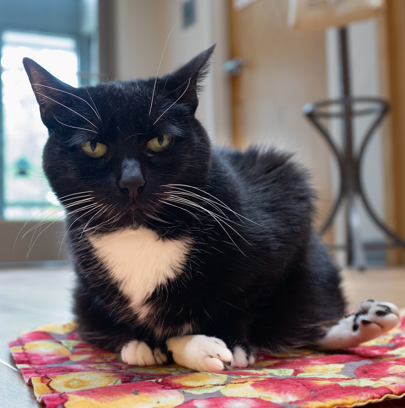 Kitty LeFey’s Cosmos: Ship Shape – Tabby's Place
